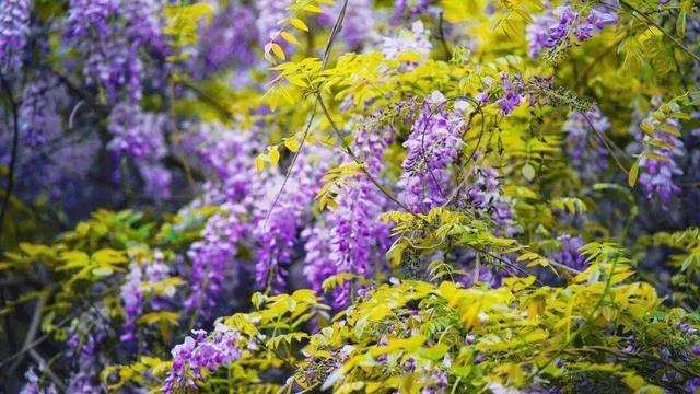  穿越五百年的植物标本：成都桂湖“中国藤王”生存机制与技术保护深度解构 文化旅游 穿越五百年的植物标本：成都桂湖“中国藤王”生存机制与技术保护深度解构 文化旅游