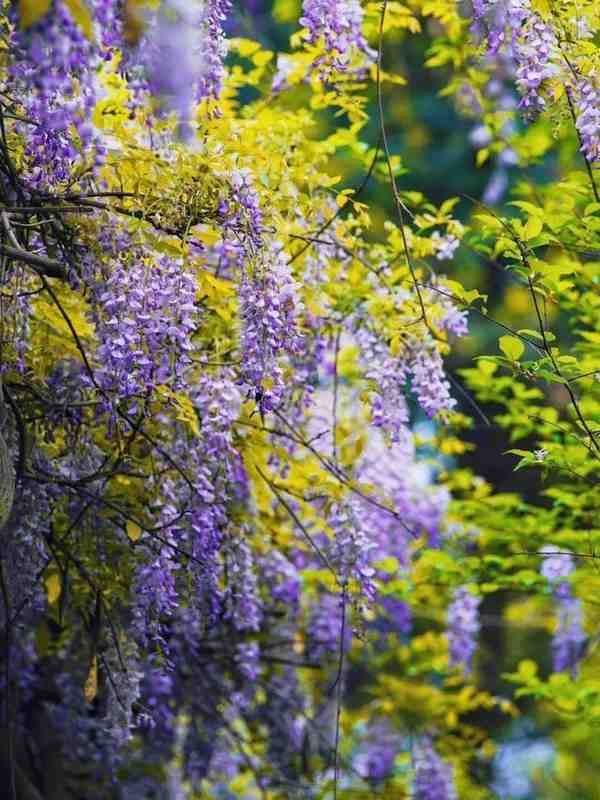  穿越五百年的植物标本：成都桂湖“中国藤王”生存机制与技术保护深度解构 文化旅游 穿越五百年的植物标本：成都桂湖“中国藤王”生存机制与技术保护深度解构 文化旅游