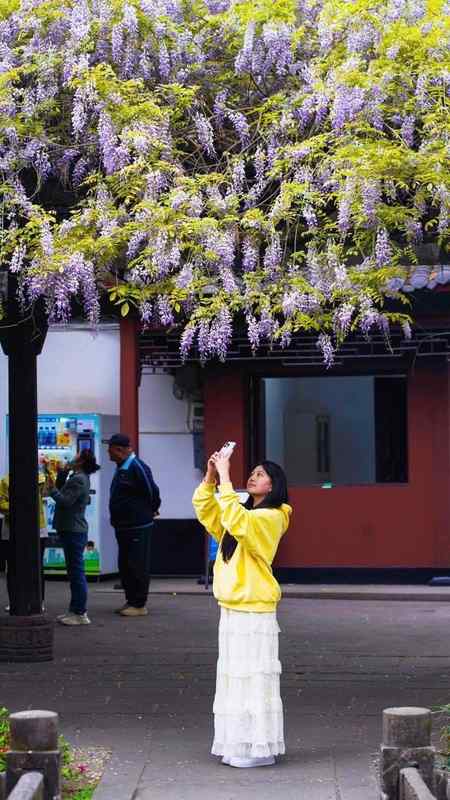  穿越五百年的植物标本：成都桂湖“中国藤王”生存机制与技术保护深度解构 文化旅游 穿越五百年的植物标本：成都桂湖“中国藤王”生存机制与技术保护深度解构 文化旅游