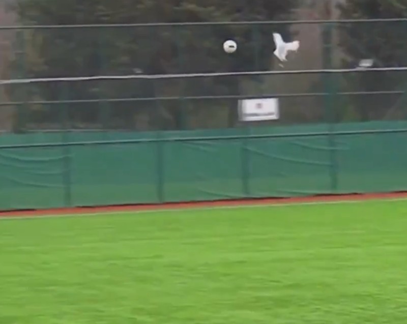  绿茵场上的生命抉择：业余联赛决赛中动物急救行为的技术复盘 体育新闻 绿茵场上的生命抉择：业余联赛决赛中动物急救行为的技术复盘 体育新闻