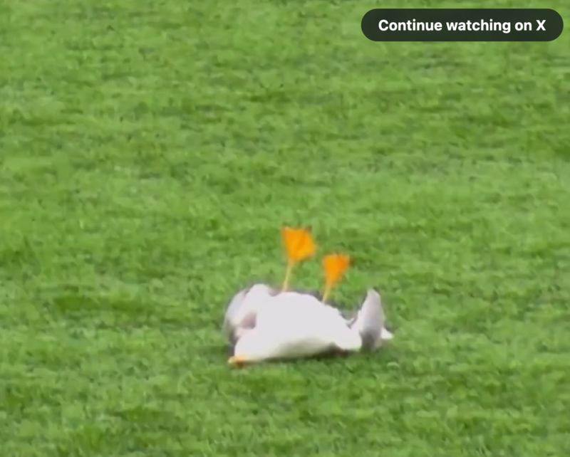  绿茵场上的生命抉择：业余联赛决赛中动物急救行为的技术复盘 体育新闻 绿茵场上的生命抉择：业余联赛决赛中动物急救行为的技术复盘 体育新闻