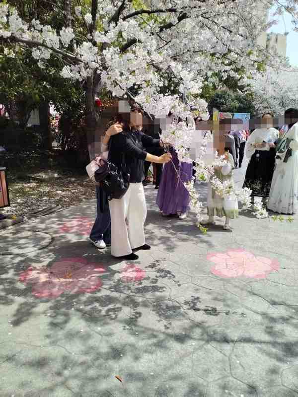  樱花树力学损伤机制：摇晃造景为何是“伤樱”而非“赏樱” 文化旅游