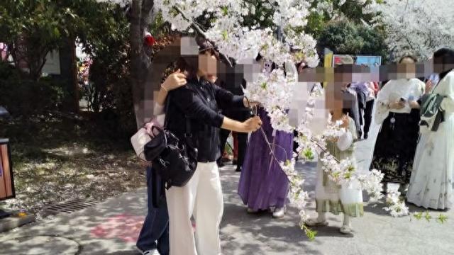  樱花树力学损伤机制：摇晃造景为何是“伤樱”而非“赏樱” 文化旅游