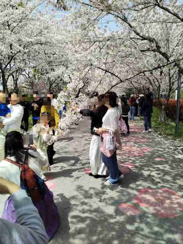  樱花树力学损伤机制：摇晃造景为何是“伤樱”而非“赏樱” 文化旅游